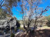 Platanus orientalis