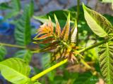 Ailanthus altissima