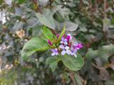 Syringa vulgaris