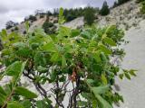 Rhus coriaria