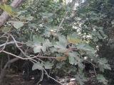 Ficus carica