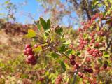 Crataegus monogyna