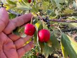 Crataegus monogyna