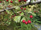 Crataegus monogyna