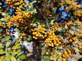 Pyracantha coccinea