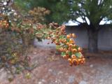 Pyracantha coccinea