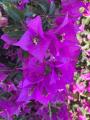 Bougainvillea spectabilis