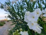 Nerium oleander