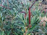 Nerium oleander