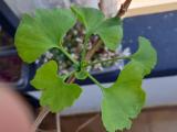 Ginkgo biloba