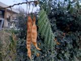 Albizia julibrissin