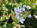 Plumbago europaea