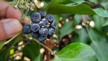 Hedera helix