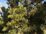 Taxus baccata