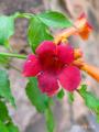 Campsis radicans