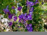 Duranta erecta