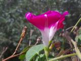 Ipomoea purpurea