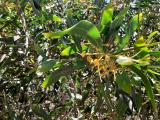 Acacia saligna