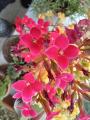 Kalanchoe sp.