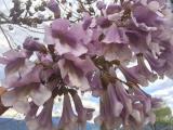 Paulownia sp.
