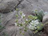 Salvia sp.