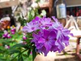 Phlox paniculata