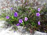 Ruellia brittoniana