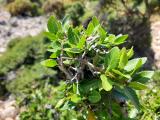 Phillyrea latifolia