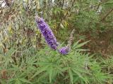 Vitex agnus-castus