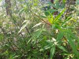 Vitex agnus-castus