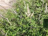 Vitex agnus-castus
