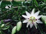 Passiflora caerulea