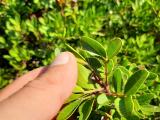 Pistacia lentiscus