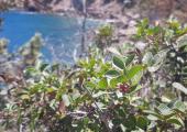Pistacia lentiscus