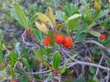 Arbutus unedo