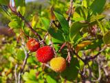 Arbutus unedo