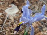Iris persica