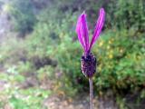 Lavandula stoechas