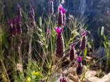 Lavandula stoechas