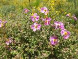 Cistus creticus