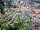 Cistus creticus