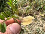 Vicia hybrida