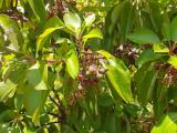 Arbutus andrachne