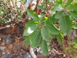 Arbutus andrachne