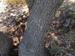 Quercus aucheri