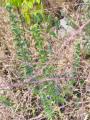 Echium plantagineum