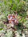 Orobanche crenata
