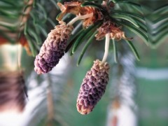 Picea pungens