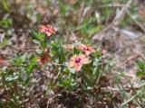 Anagallis arvensis