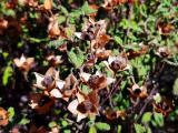 Cistus salviifolius